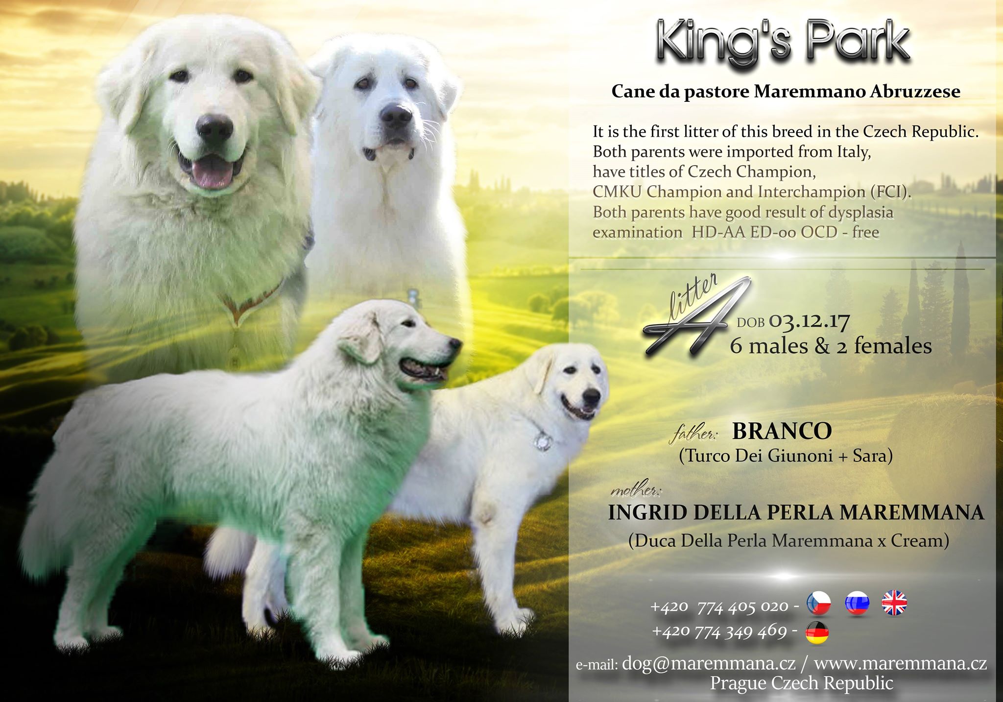 how many puppies are born in a maremmano abruzzese sheepdog litter